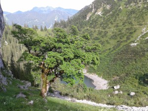 04 20150625_165539 Riederecksee mit Bergahorn an den Blankenstein-Südwänden