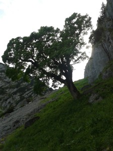 08 20150625_165818 Bergahorn an den Blankenstein-Südwänden invers gesehen